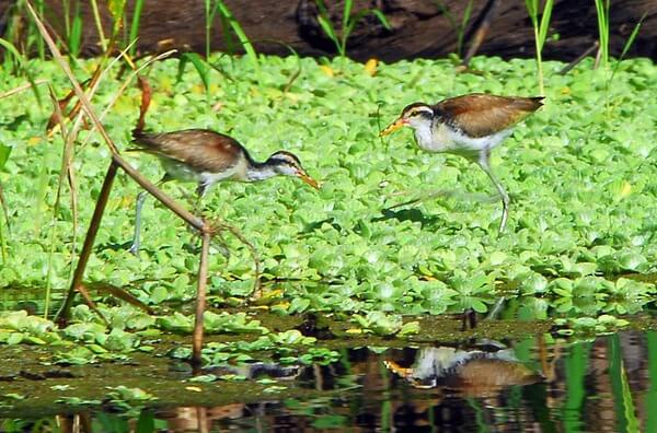 Áreas Naturais Protegidas do Acre estão alinhadas com a legislação ambiental nacional