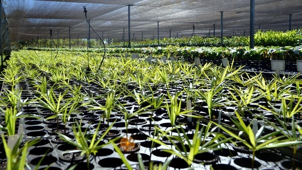 Acre investe R$ 73 milhões na promoção de cadeias de valores florestais e agroflorestais