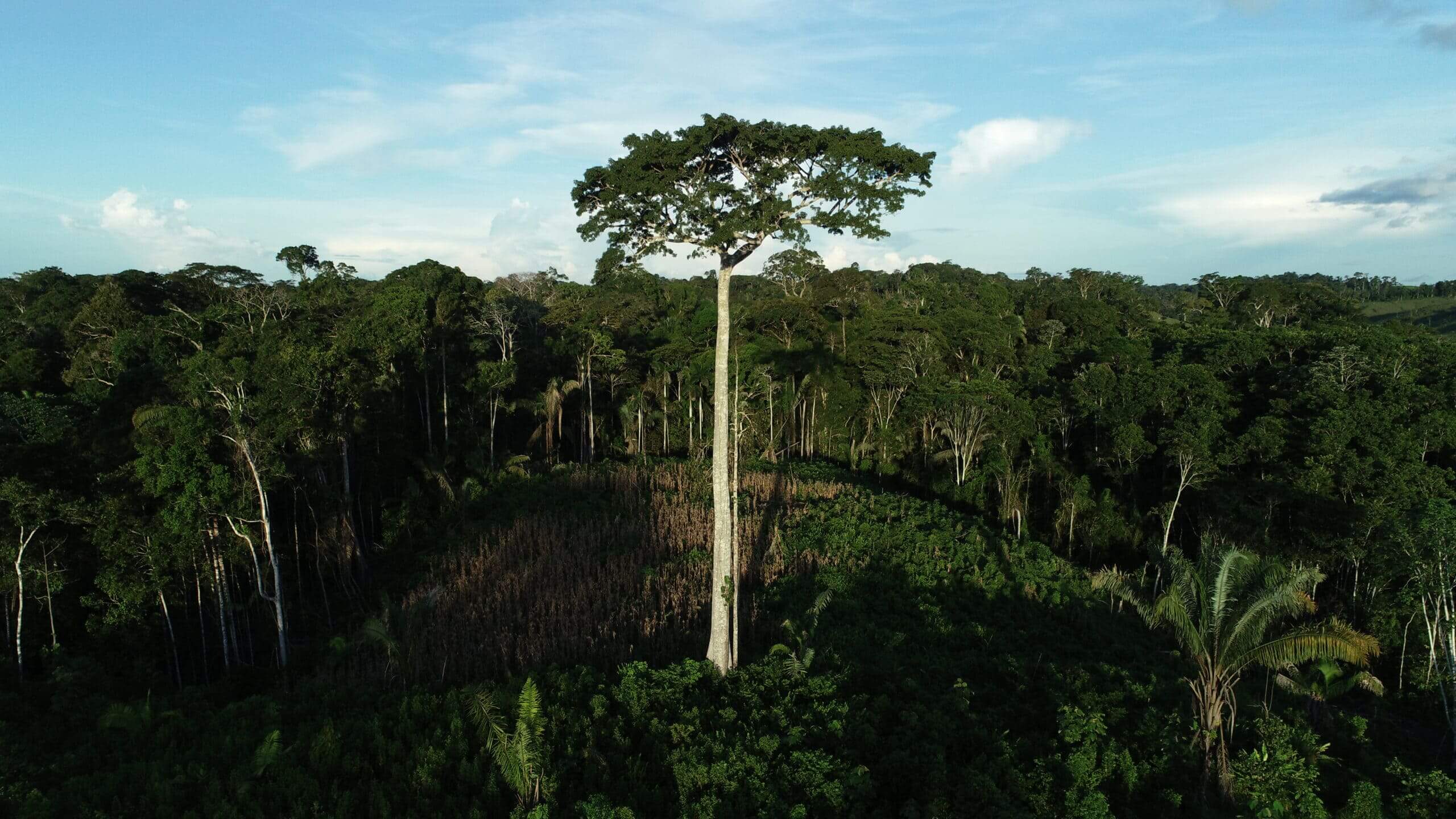 Acre apresenta redução estimada em 25,45% nos índices de desmatamento na Amazônia, segundo dados do Inpe. Foto: Arquivo/Secom