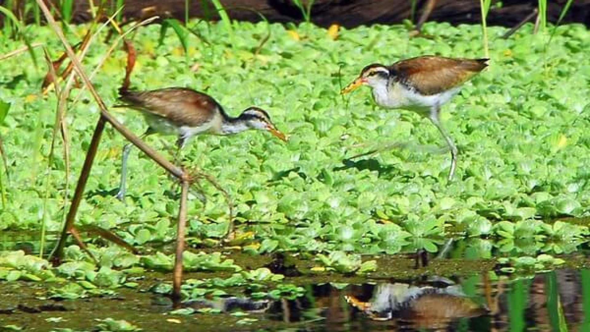 Áreas Naturais Protegidas do Acre estão alinhadas com a legislação ambiental nacional